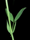 stemleaf : nom scientifique : Lathyrus pratensis L. , Lathyrus , Fabaceae