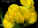 flower : nom scientifique : Lathyrus pratensis L. , Lathyrus , Fabaceae