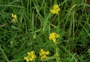 whole : nom scientifique : Lathyrus pratensis L. , Lathyrus , Fabaceae