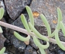 leaf  : nom scientifique : Linaria supina (L.) Chaz. , Linaria , Plantaginaceae 