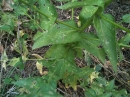 stemleaf  : nom scientifique : Verbascum nigrum L. , Verbascum , Scrophulariaceae 