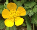 flower  : nom scientifique : Ranunculus bulbosus L. , Ranunculus , Ranunculaceae 