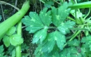 leaf  : nom scientifique : Ranunculus bulbosus L. , Ranunculus , Ranunculaceae 