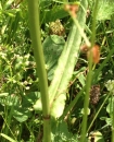 stemleaf : nom scientifique : Rumex acetosella L. , Rumex , Polygonaceae