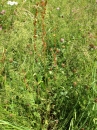 whole : nom scientifique : Rumex acetosella L. , Rumex , Polygonaceae