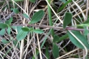 stemleaf  : nom scientifique : Saponaria ocymoides L. , Saponaria , Caryophyllaceae 