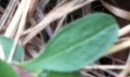 leaf  : nom scientifique : Saponaria ocymoides L. , Saponaria , Caryophyllaceae 