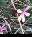 flower  : nom scientifique : Saponaria ocymoides L. , Saponaria , Caryophyllaceae 