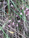 whole  : nom scientifique : Saponaria ocymoides L. , Saponaria , Caryophyllaceae 
