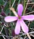 flower  : nom scientifique : Saponaria ocymoides L. , Saponaria , Caryophyllaceae 