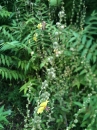 flower  : nom scientifique : Verbascum nigrum L. , Verbascum , Scrophulariaceae 