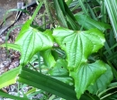 leaf  : nom scientifique : Tamus communis L. , Tamus , Dioscoreaceae 