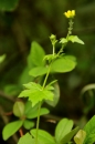 stemleaf :