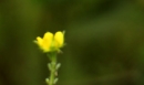 flower :