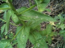 leaf  : nom scientifique : Verbascum nigrum L. , Verbascum , Scrophulariaceae 