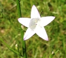 flower  : nom scientifique : Campanula patula L. , Campanula , Campanulaceae 