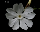 flower : nom scientifique : Silene latifolia subsp. alba (Mill.) Greuter & Burdet , Silene , Caryophyllaceae