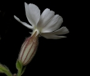 flower : nom scientifique : Silene latifolia subsp. alba (Mill.) Greuter & Burdet , Silene , Caryophyllaceae