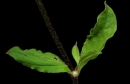 stemleaf : nom scientifique : Silene latifolia subsp. alba (Mill.) Greuter & Burdet , Silene , Caryophyllaceae