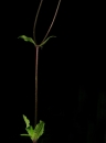 stemleaf : nom scientifique : Silene latifolia subsp. alba (Mill.) Greuter & Burdet , Silene , Caryophyllaceae