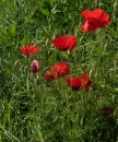 whole  : nom scientifique : Papaver rhoeas L. , Papaver , Papaveraceae 