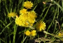 flower : nom scientifique : Crepis biennis L. , Crepis , Asteraceae