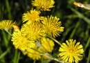 flower : nom scientifique : Crepis biennis L. , Crepis , Asteraceae