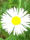 flower : nom scientifique : Erigeron annuus (L.) Pers. , Erigeron , Asteraceae