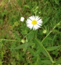 whole : nom scientifique : Erigeron annuus (L.) Pers. , Erigeron , Asteraceae