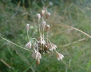 flower  : nom scientifique : Allium oleraceum L. , Allium , Amaryllidaceae 