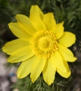 flower  : nom scientifique : Adonis vernalis L. , Adonis , Ranunculaceae 