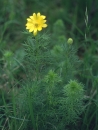 whole  : nom scientifique : Adonis vernalis L. , Adonis , Ranunculaceae 