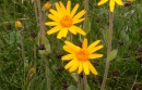 flower  : nom scientifique : Arnica montana L. , Arnica , Asteraceae 