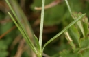 stemleaf  : nom scientifique : Asperula cynanchica L. , Asperula , Rubiaceae 