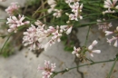 flower  : nom scientifique : Asperula cynanchica L. , Asperula , Rubiaceae 