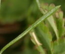 leaf  : nom scientifique : Asperula cynanchica L. , Asperula , Rubiaceae 