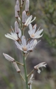 flower  : nom scientifique : Asphodelus cerasiferus J. Gay , Asphodelus , Xanthorrhoeaceae 