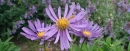 flower  : nom scientifique : Aster alpinus L. , Aster , Asteraceae 