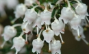 flower  : nom scientifique : Erica arborea L. , Erica , Ericaceae 