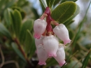 flower  : nom scientifique : Arctostaphylos uva-ursi (L.) Spreng. , Arctostaphylos , Ericaceae 