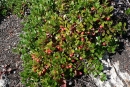 whole  : nom scientifique : Arctostaphylos uva-ursi (L.) Spreng. , Arctostaphylos , Ericaceae 