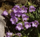 flower  : nom scientifique : Campanula speciosa Gilib. , Campanula , Campanulaceae 