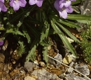 leaf  : nom scientifique : Campanula speciosa Gilib. , Campanula , Campanulaceae 