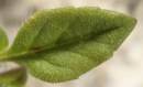 leaf  : nom scientifique : Acinos arvensis Dandy , Acinos , Lamiaceae 