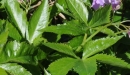 leaf  : nom scientifique : Cardamine pentaphyllos (L.) Crantz , Cardamine , Brassicaceae 