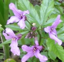 flower  : nom scientifique : Cardamine pentaphyllos (L.) Crantz , Cardamine , Brassicaceae 