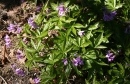 whole  : nom scientifique : Cardamine pentaphyllos (L.) Crantz , Cardamine , Brassicaceae 