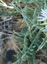 leaf  : nom scientifique : Carduncellus mitissimus DC. , Carduncellus , Asteraceae 