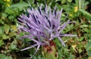 flower  : nom scientifique : Carduncellus mitissimus DC. , Carduncellus , Asteraceae 