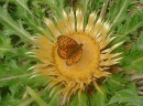 flower  : nom scientifique : Carlina acanthifolia All. , Carlina , Asteraceae 